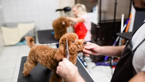 Little dogs best sale with curly hair